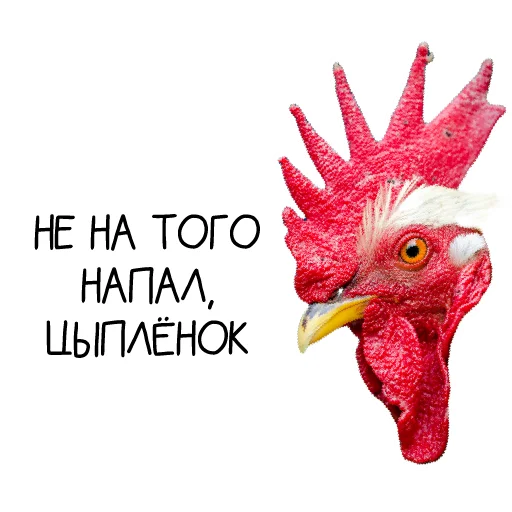 Sticker Chicken_dobro - 1