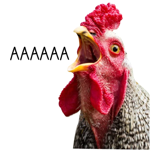 Sticker Chicken_dobro - 1