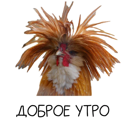 Sticker Chicken_dobro - 1