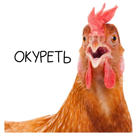 Sticker Chicken_dobro - 1
