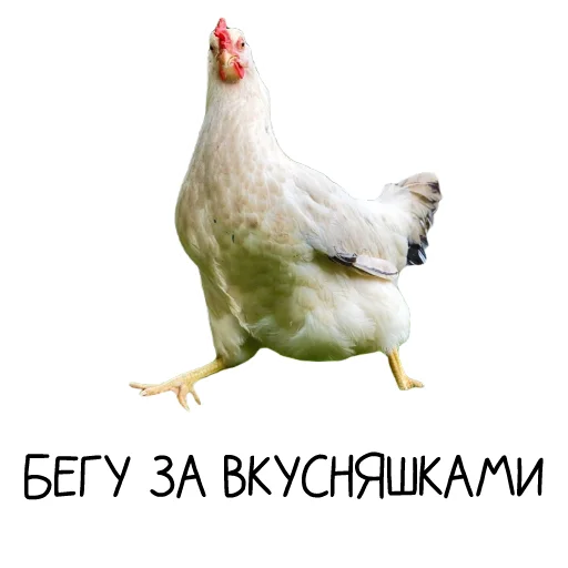 Sticker Chicken_dobro - 1