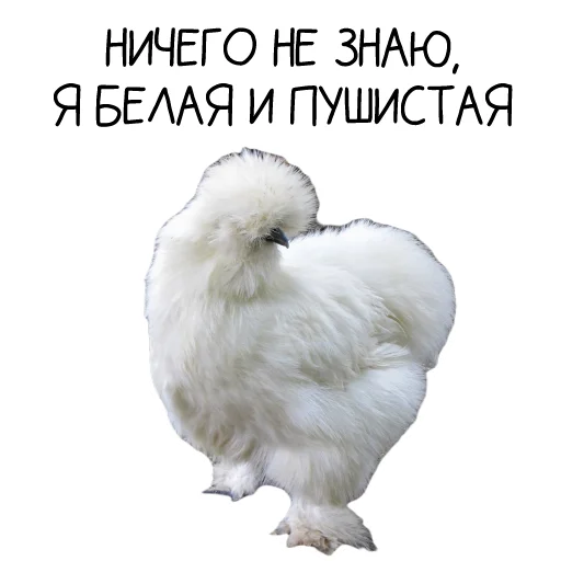 Sticker Chicken_dobro - 1