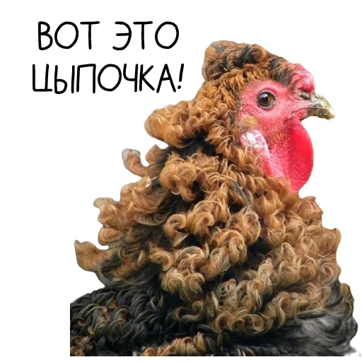 Sticker Chicken_dobro - 1