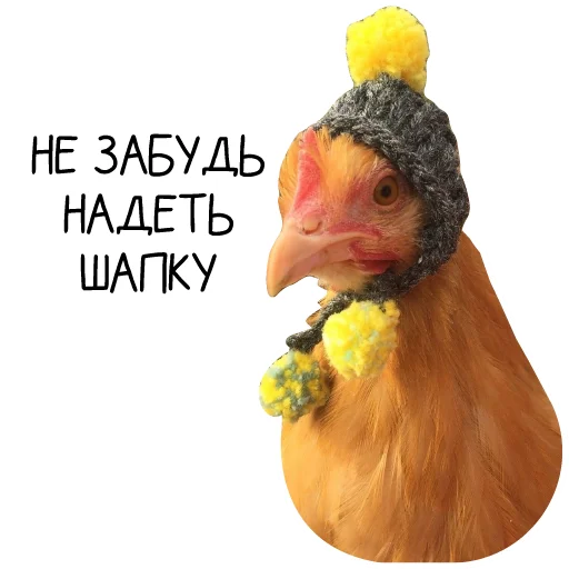 Sticker Chicken_dobro - 1