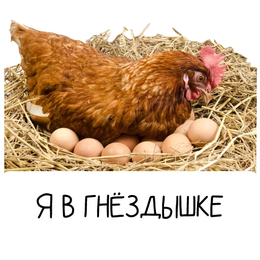 Sticker Chicken_dobro - 1