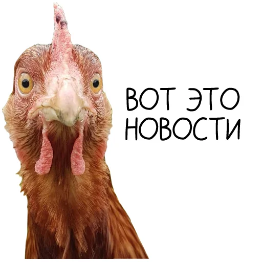 Sticker Chicken_dobro - 1