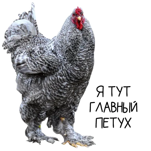 Sticker Chicken_dobro - 1