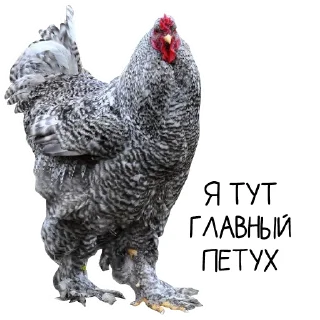 Стикер Окурительные стикеры - 0