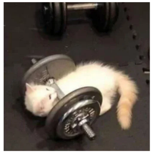 чих пыхи маленькие - 