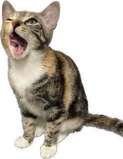 Sticker Chikapuks - 0