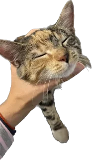 Sticker Chikapuks - 6