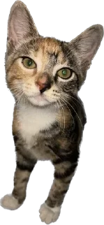 Sticker Chikapuks - 8