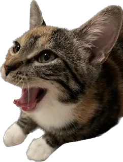 Sticker Chikapuks - 4