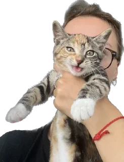 Sticker Chikapuks - 9