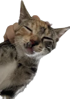 Sticker Chikapuks - 3