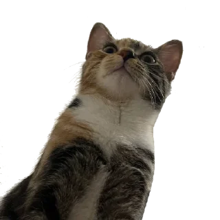 Sticker Chikapuks - 5