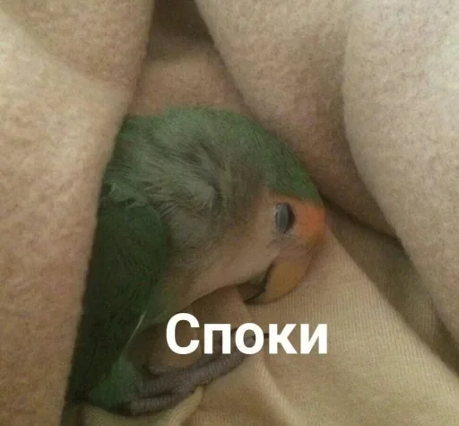 птица животное попугай