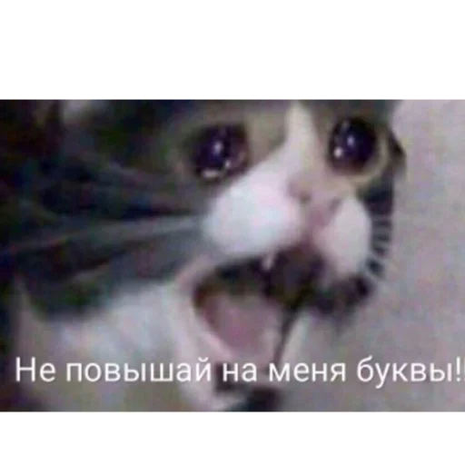 Sticker Chilllllllllp - 1