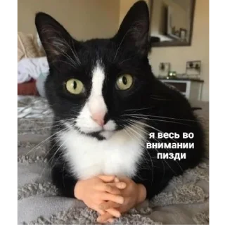 Sticker Хз как назвать - 8