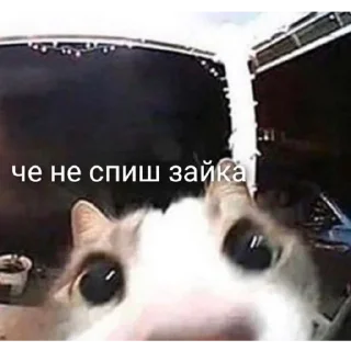 Sticker Хз как назвать - 6