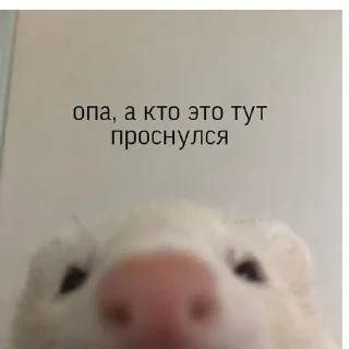 Sticker Хз как назвать - 5