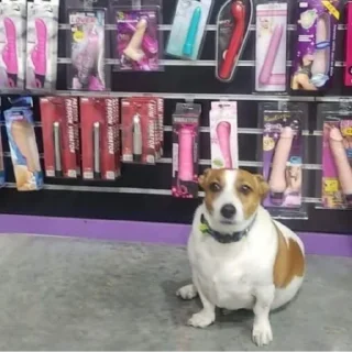 Sticker Popytrahana - 7