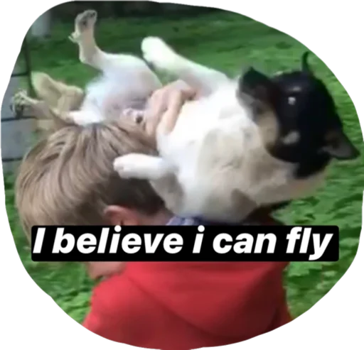 mammal animal felidae