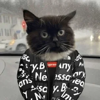 Стикер Чмоня от @sherst_memes - 4