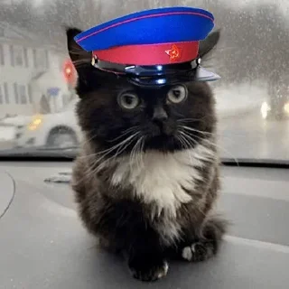 Стикер Чмоня от @sherst_memes - 8