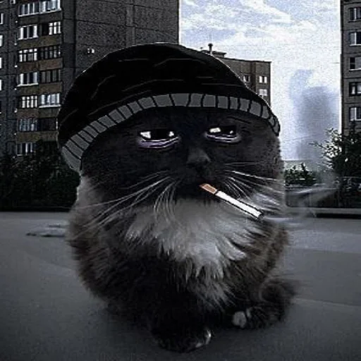 Стикер Чмоня - маленький русский кот - 4