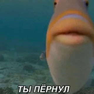 Стикер Choblya - 9