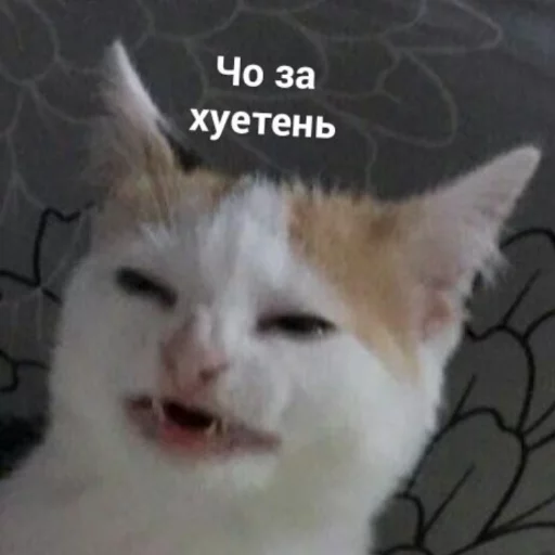 млекопитающее животное кошка