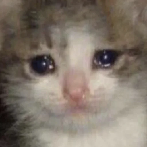 млекопитающее животное кошка