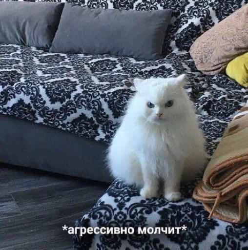 Шото типа котиков - 