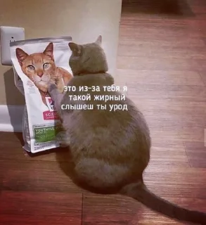 Sticker Шото типа котиков - 1