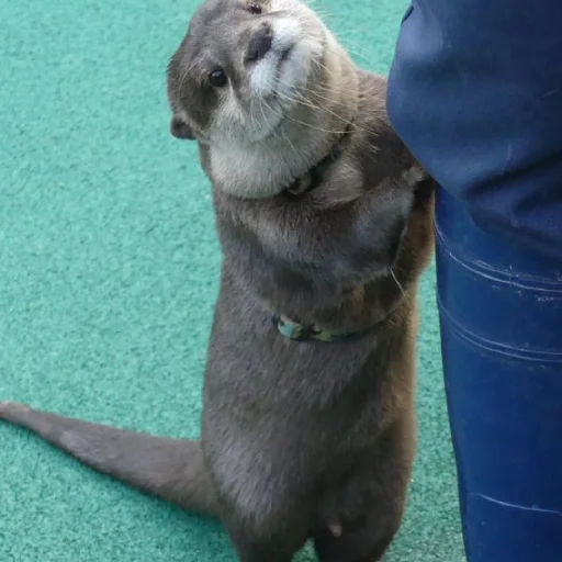 Sticker ChtoehttSally837 - 1