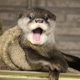 Sticker чтоэтт @sally837 - 2