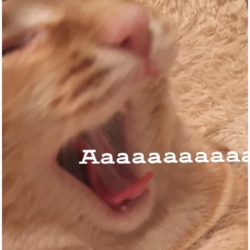 mammal animal felidae