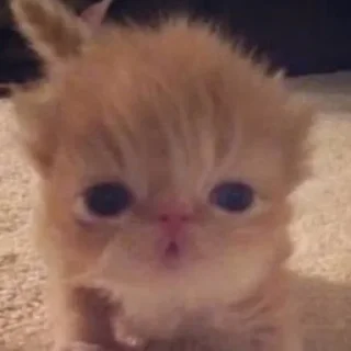 Sticker Чубрики - 7