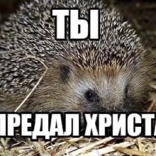 Sticker Чубрики - 9