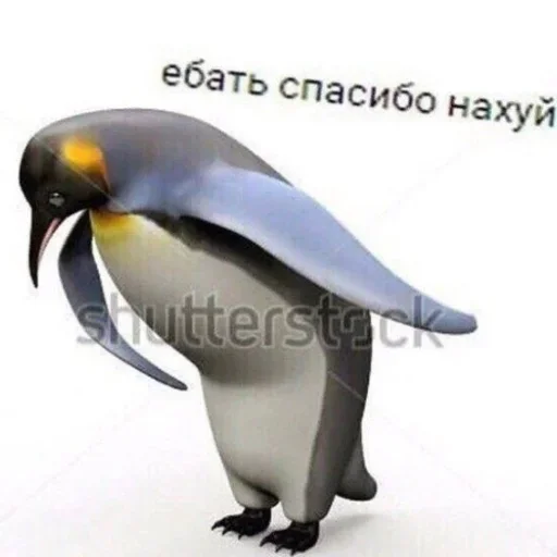 animal aquatic bird bird