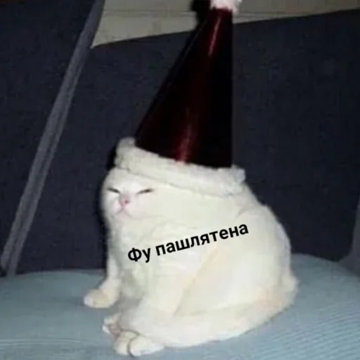 cat bottle small to medium-sized cats