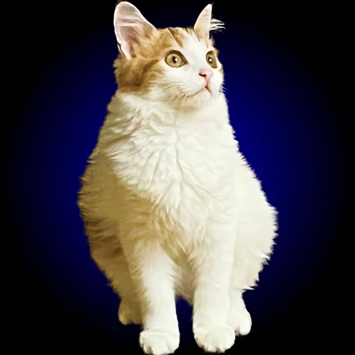 Стикер Chui_my_doma - 1