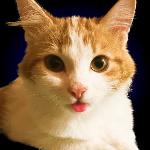 Sticker Chui_my_doma - 1