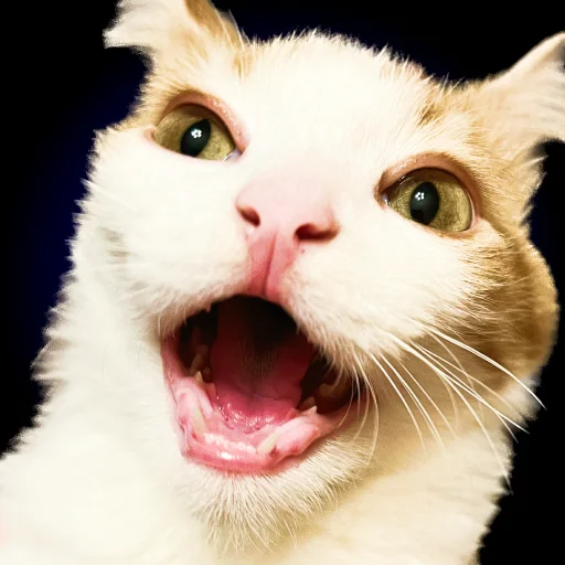 Стикер Chui_my_doma - 1