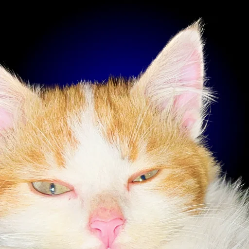 Sticker Chui_my_doma - 1