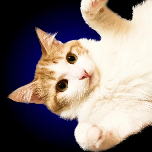 Sticker Chui_my_doma - 1