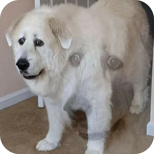 Sticker CirkEveryday - 1