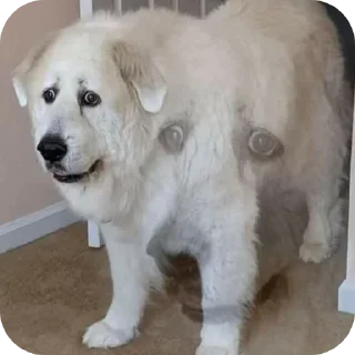 Sticker Цирк Everyday - 1