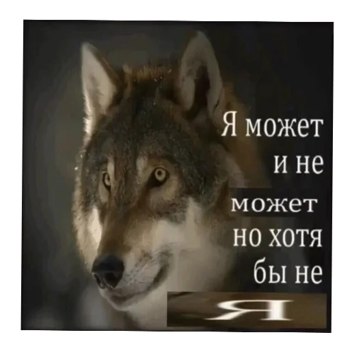 Цитатник Волка - 